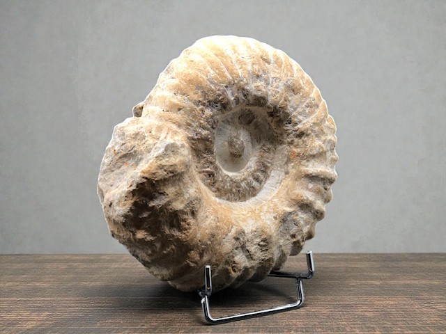 Ammonite fossile – Image 4