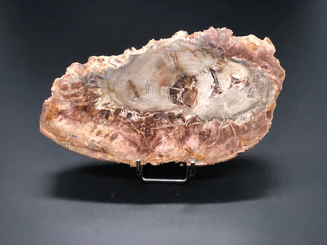 Bois fossilisé – Image 2