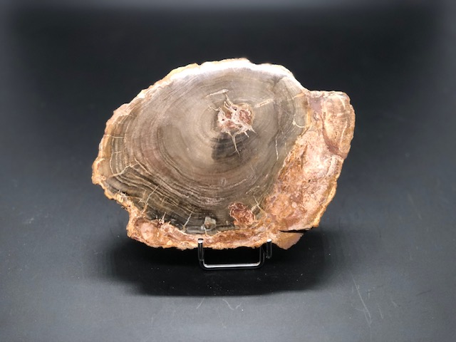 Bois fossilisé – Image 5