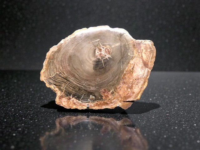 Bois fossilisé