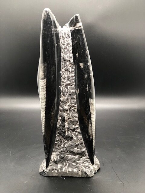 Orthoceras fossile – Image 3