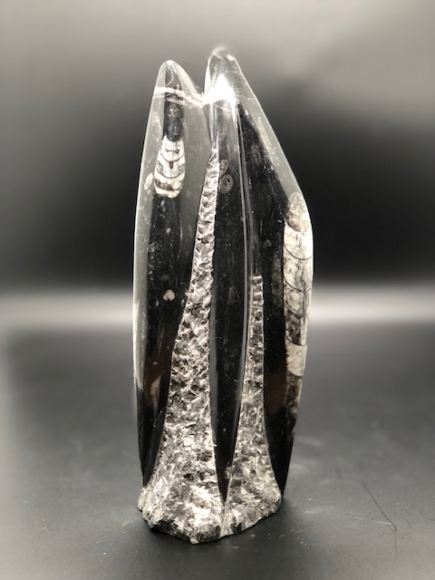 Orthoceras fossile – Image 4