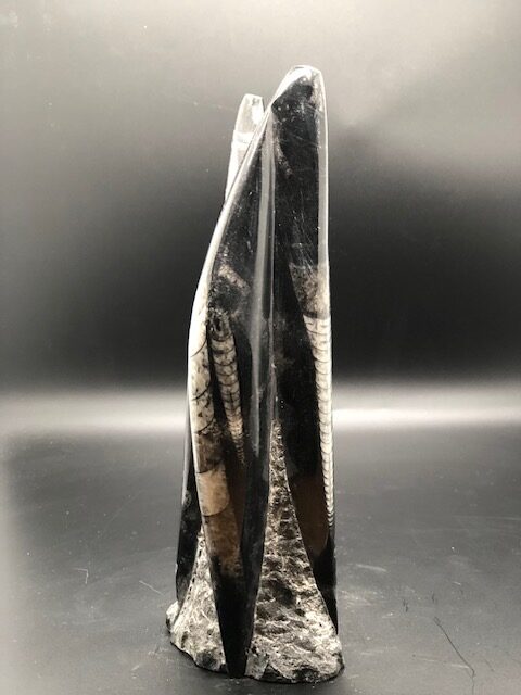 Orthoceras fossile – Image 5