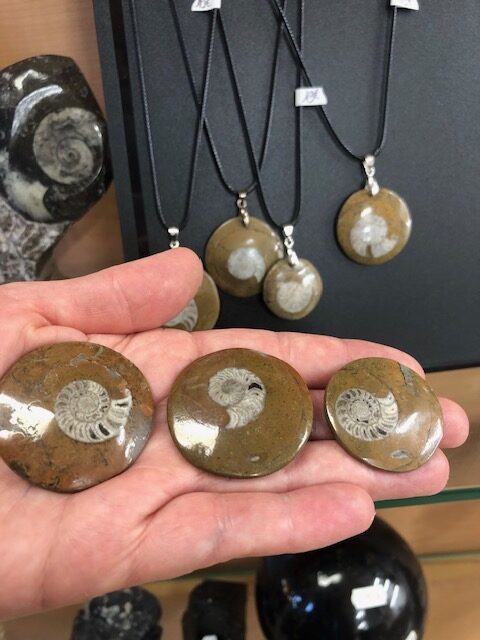 Ammonite sur stromatolite – Image 2