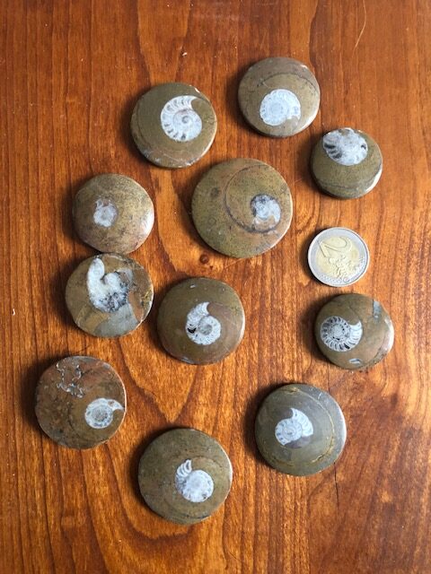 Ammonite sur stromatolite – Image 4