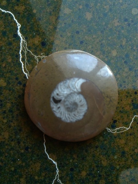 Ammonite sur stromatolite