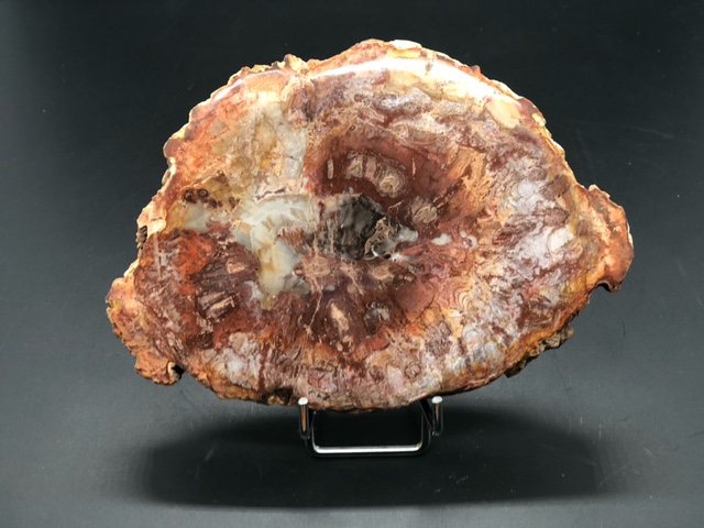 Bois fossilisé – Image 2