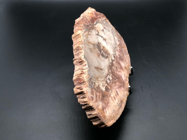 Bois fossilisé – Image 3