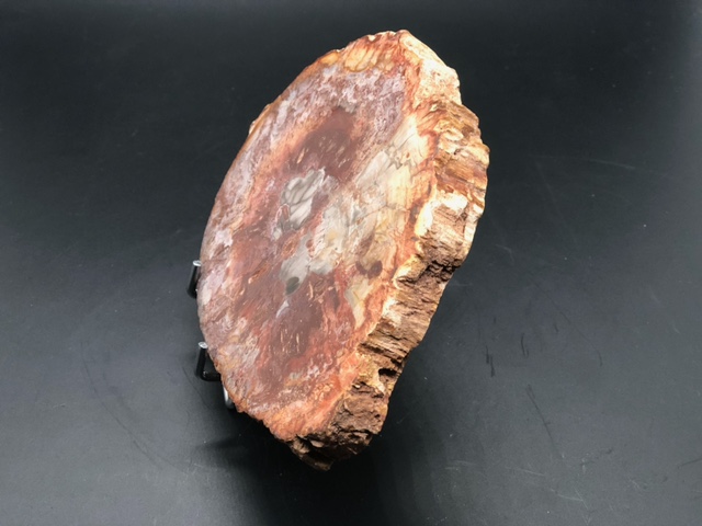 Bois fossilisé – Image 3