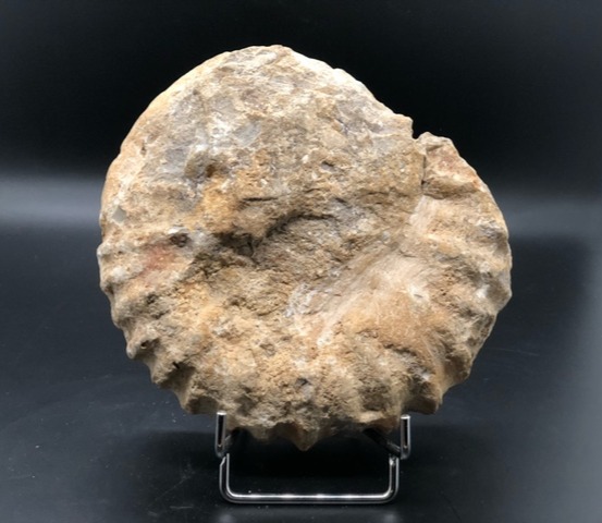 Ammonite fossile – Image 3