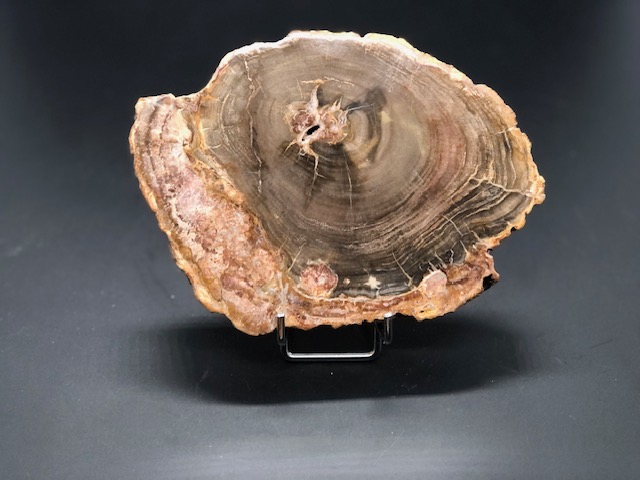 Bois fossilisé – Image 4
