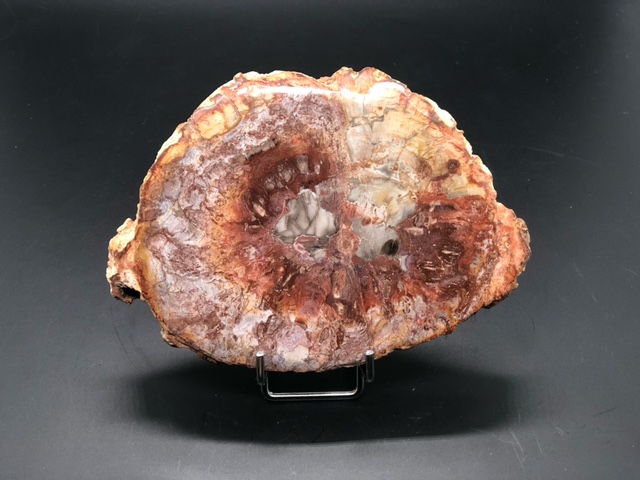 Bois fossilisé – Image 4