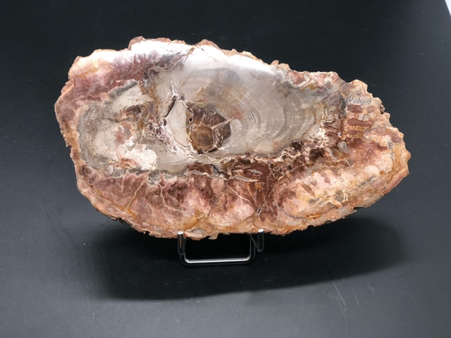 Bois fossilisé – Image 4