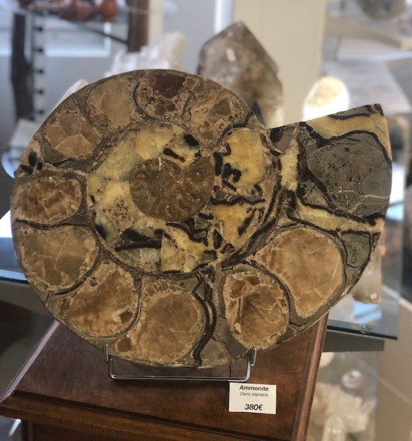 Ammonite fossile polie