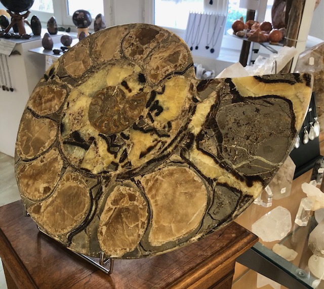 Ammonite fossile polie – Image 2