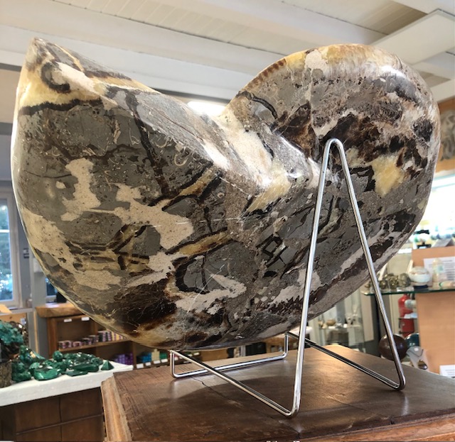 Ammonite fossile polie – Image 3