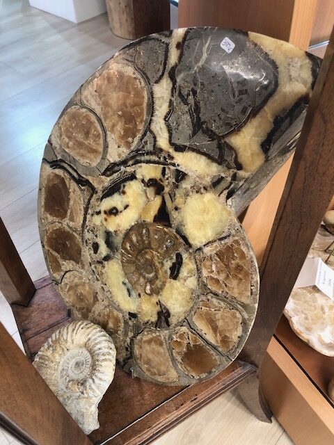 Ammonite fossile polie – Image 4