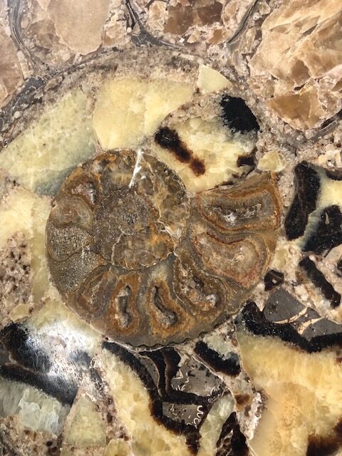 Ammonite fossile polie – Image 5