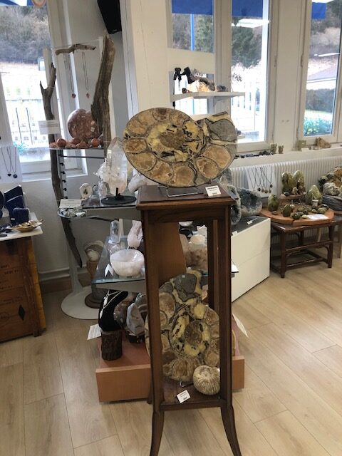 Ammonite fossile polie – Image 7